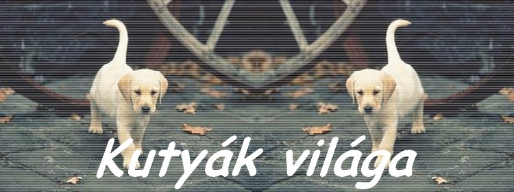 Kutyk vilga: ahol a kutyanevels kezddik...
